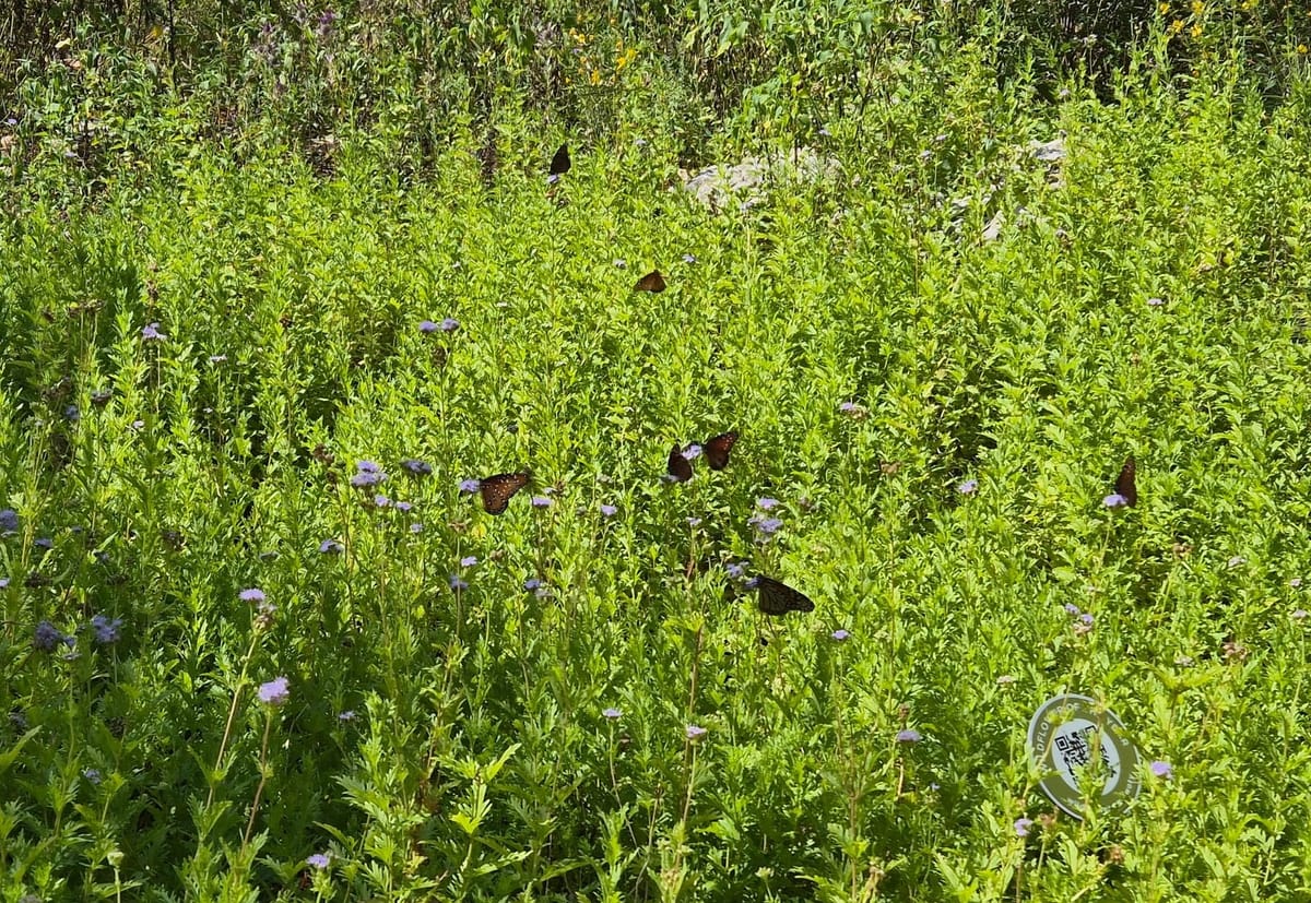 How I recovered from doomscrolling 💊