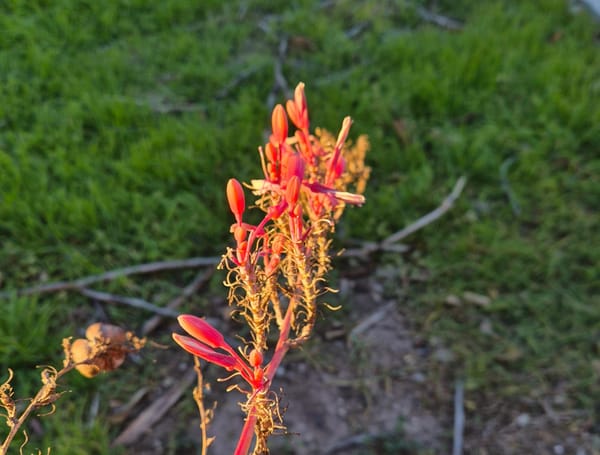 One year of Trump: despite the horror, there is hope.